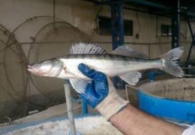 Acquiring the technical knowledge of breeding pike perch fish in intensive conditions