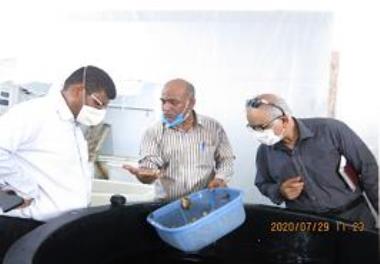 The expert of the Hormozgan Management and Planning Organization visited the current projects of the mollusks research station in Bandar Lengeh