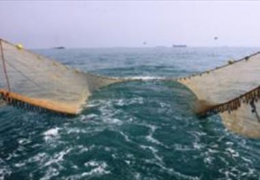 The beginning of the shrimp fishery season in the waters of Bushehr province on July 21st