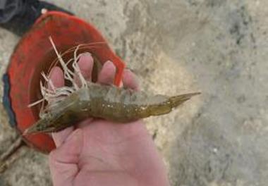 Production of whiteleg shrimp broodstock started at the Shrimp Research Institute of Iran - Bushehr