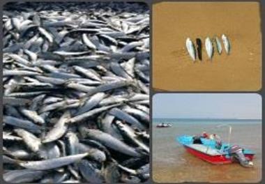 Announcing the ban on fishing for sardines in the waters of Bushehr province