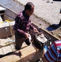 The sampling of research project for monitoring Astacus leptodactylus stocks in Aras Dam Lake began