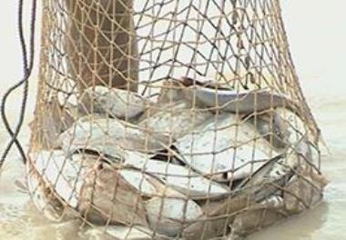 Prohibition of white pomfret fishing in waters of Khuzestan and Bushehr