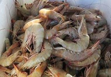 Realizing a jump in production in shrimp farming industry