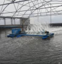 Exploitation of the project of healthy shrimp broodstock production and selective breeding of whiteleg shrimp began