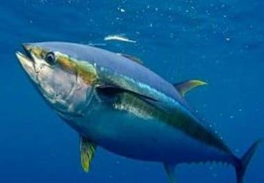 Creating added value by changing the method of tuna catch