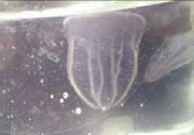 Presence of predatory comb jelly in the Caspian Sea