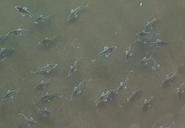 Investigating juvenile sturgeon casualties