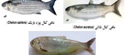 Survey of pathogens in white fish and mullets of Caspian Sea in Guilan Province