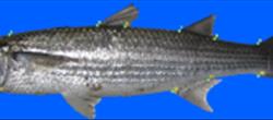 Studying abundanc and Length and weight structure of non-adult specimens and determination of ecological Population of kutum and grey mullet fishes in