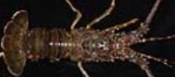 Study of the ecology of spiny lobster Panulirus homarus (Linnaeus, 1758) habitats on the coasts of Sistan and Baluchestan province in order to establi