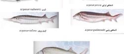 Statistical analysis and biology of sturgeon caught in the Caspian Sea basin (Iranian waters) in the years 2016 to 2018